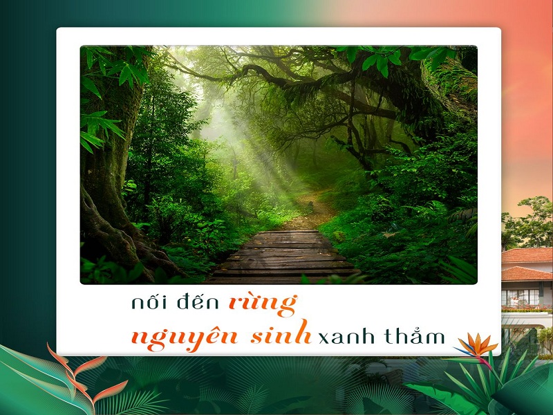 Con đường dạo bộ vào rừng