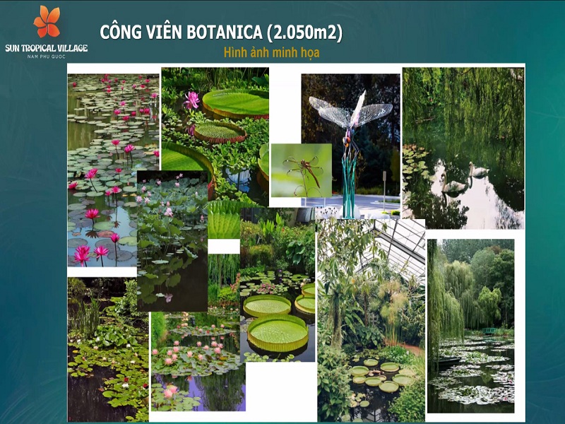 Botanica