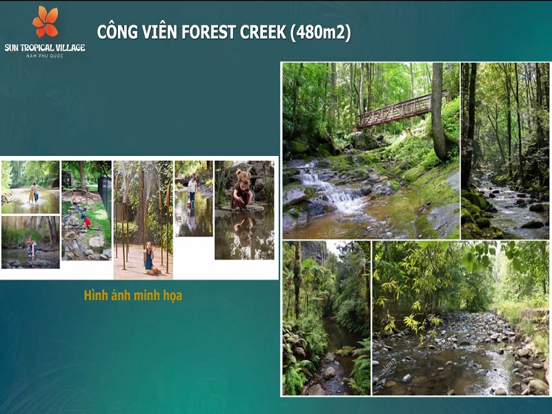 Forest Creek